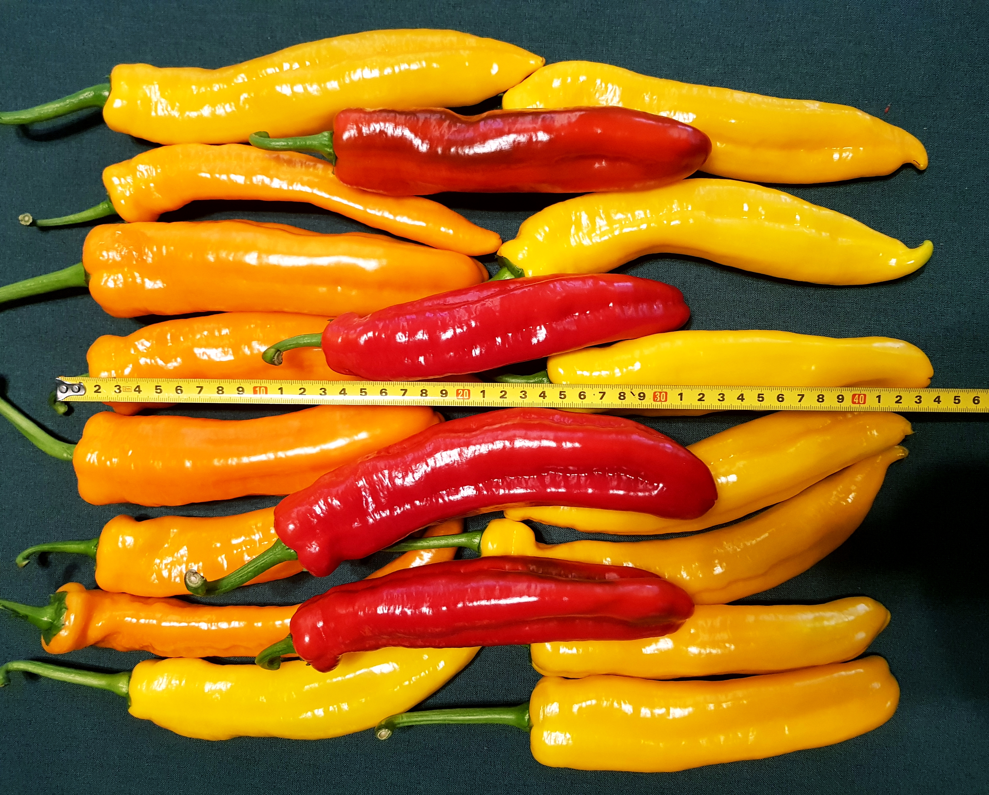 길쭉달달 바나나파프리카 - 2kg ( 12~20개 내외 )