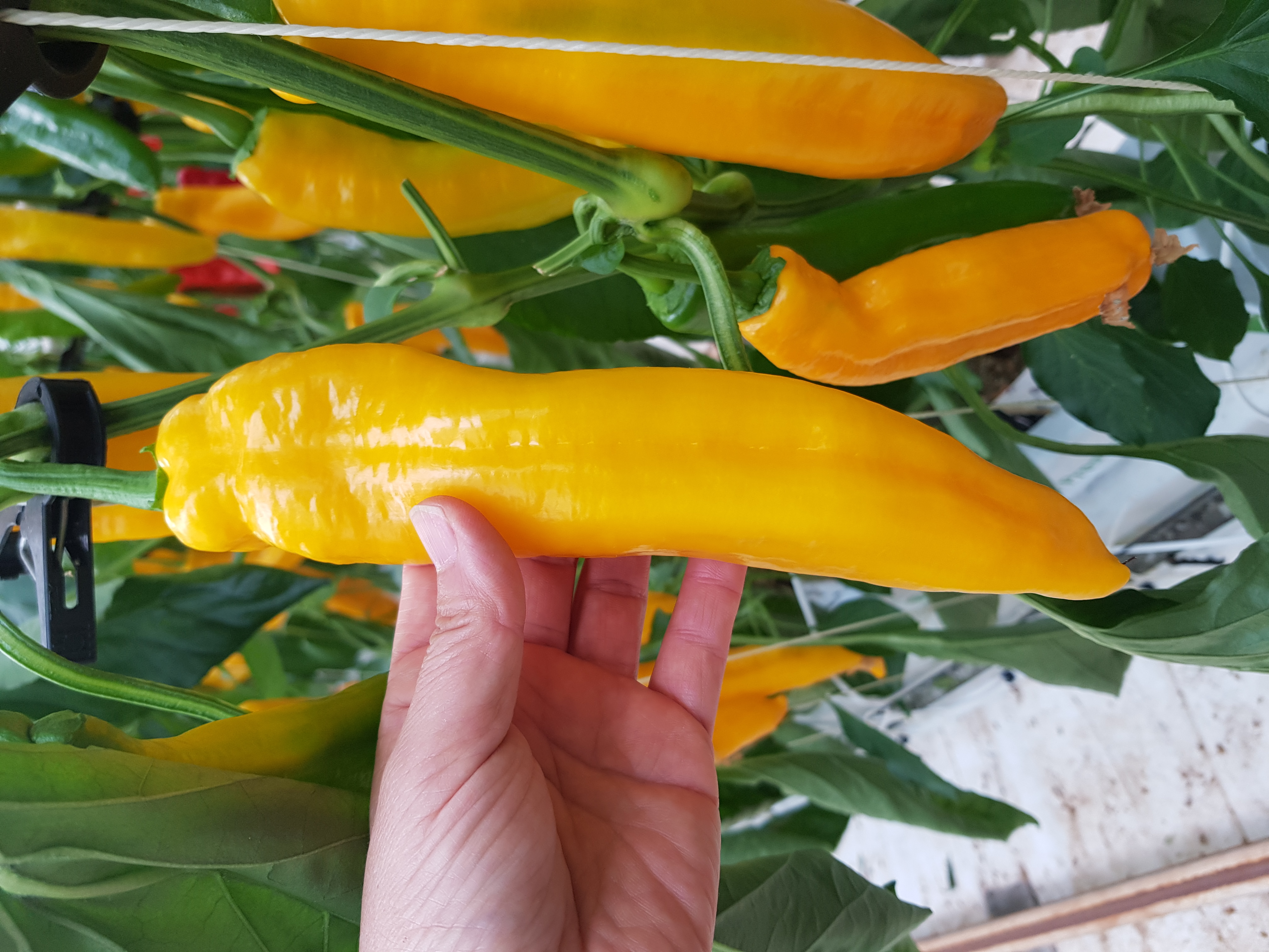 길쭉달달 바나나파프리카 - 2kg ( 12~20개 내외 )