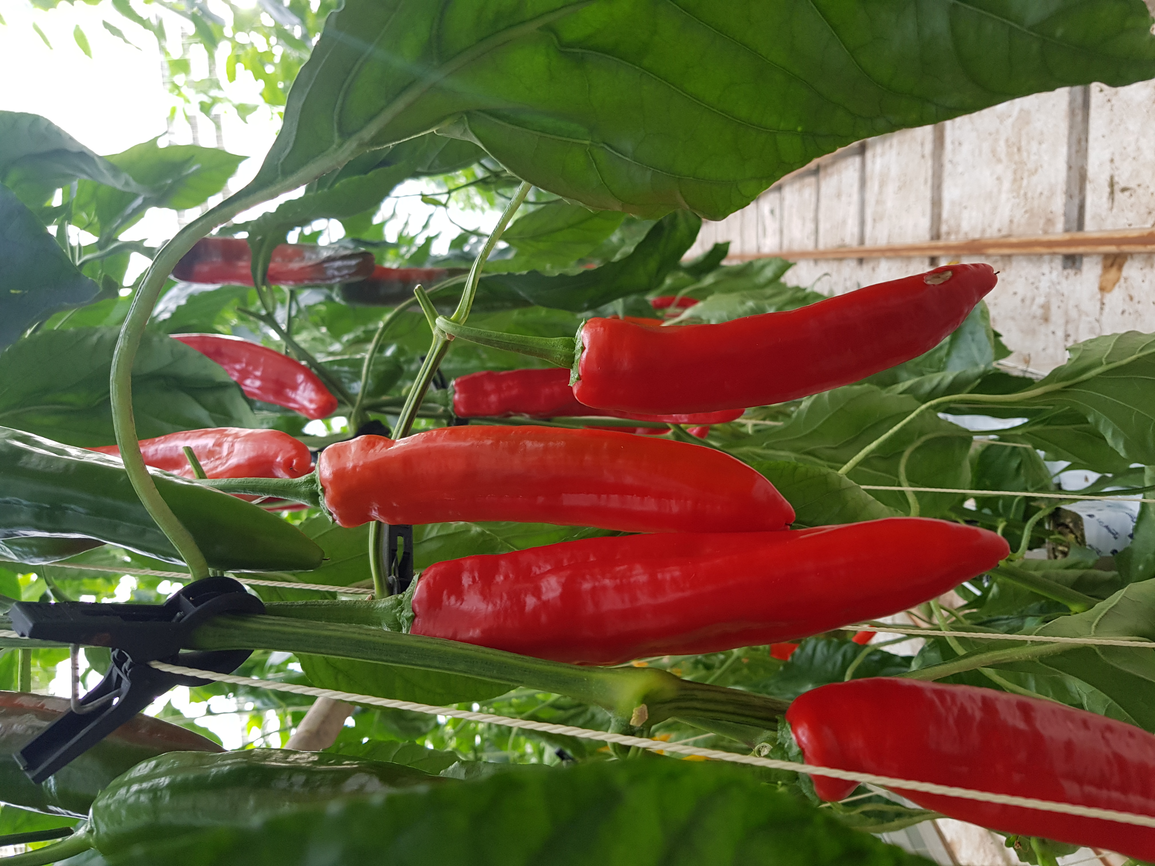 길쭉달달 바나나파프리카 - 2kg ( 12~20개 내외 )