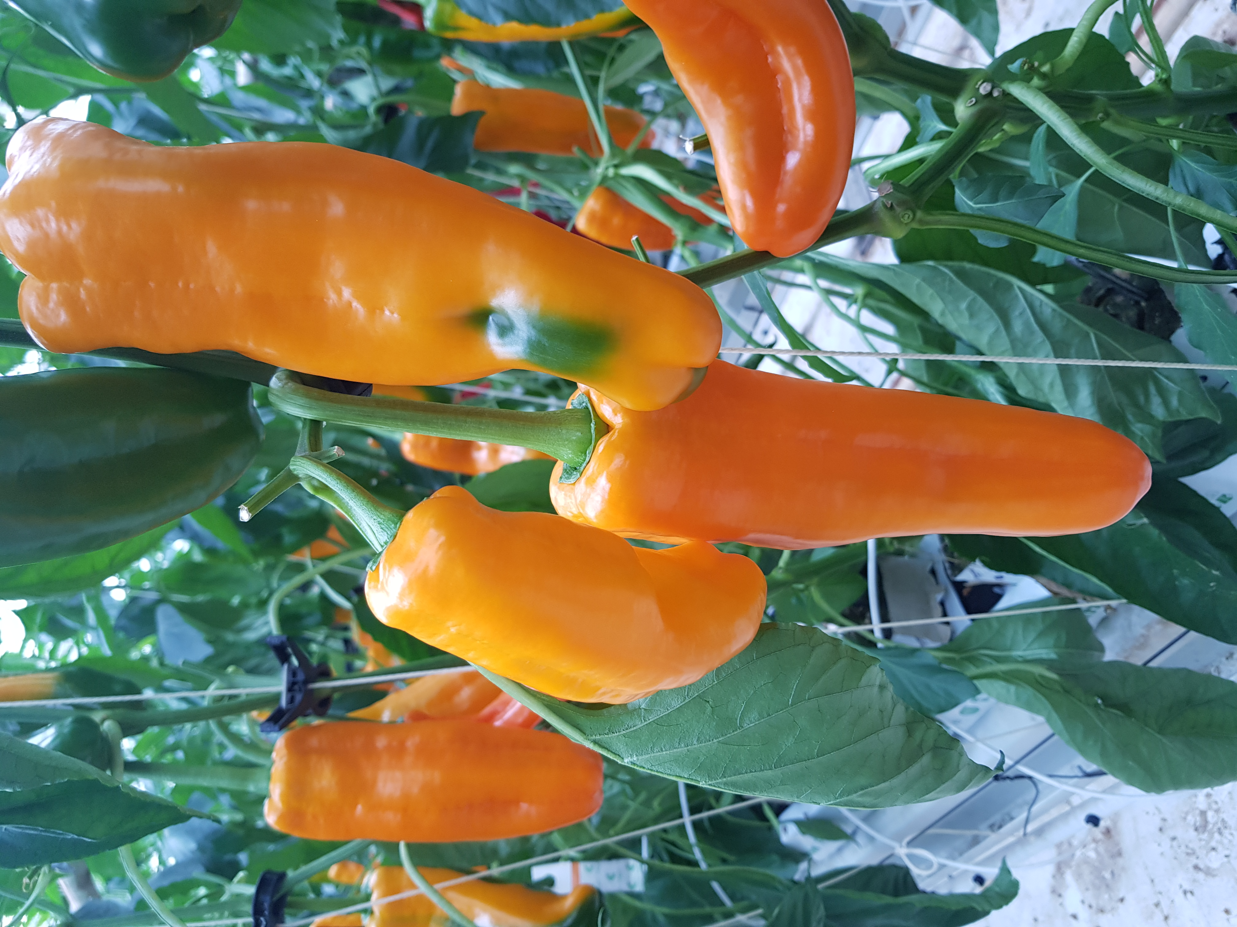 길쭉달달 바나나파프리카 - 2kg ( 12~20개 내외 )