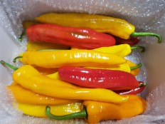 길쭉달달 바나나파프리카 - 2kg ( 12~20개 내외 )