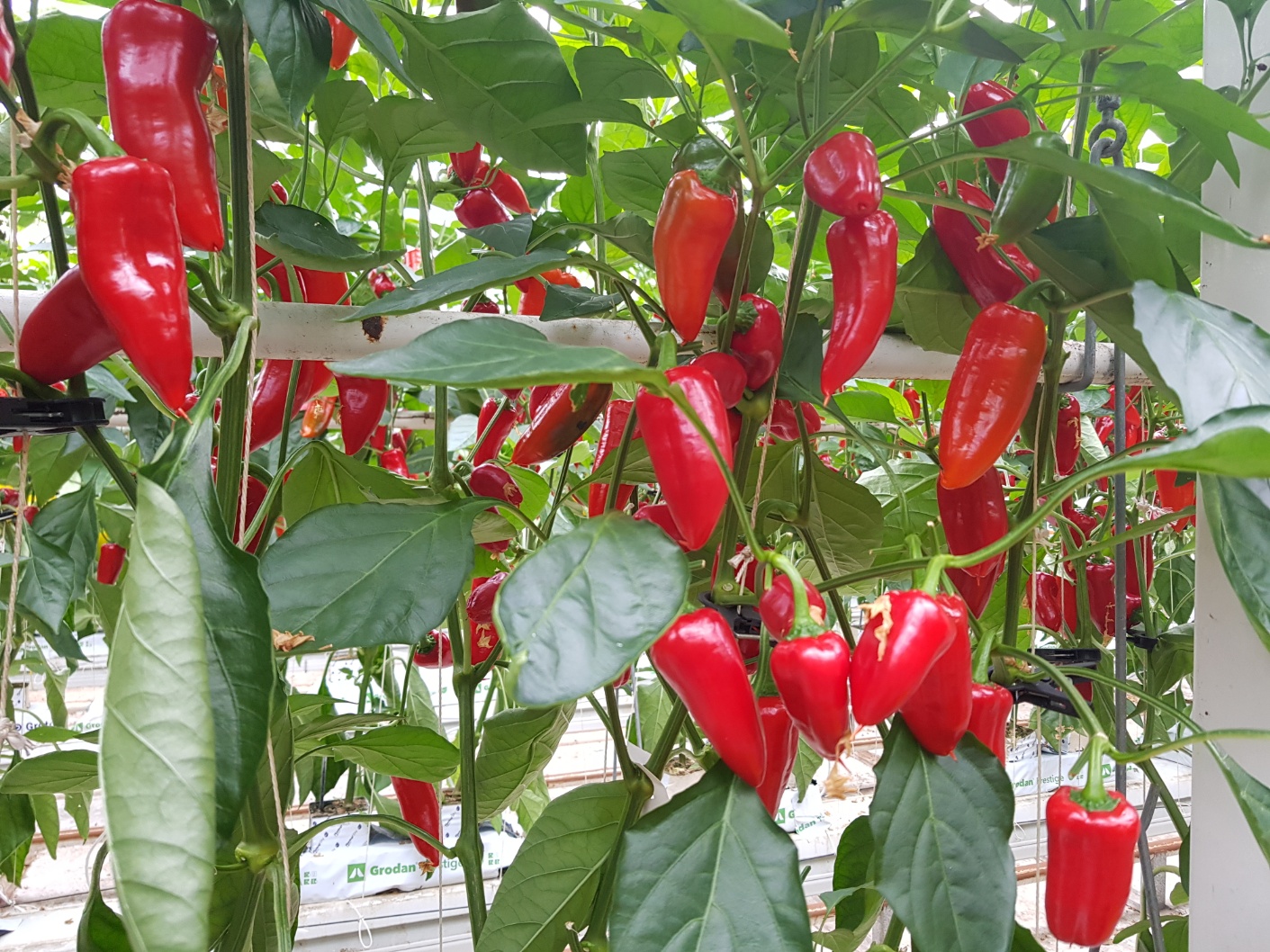 씨없는 미니파프리카 (안젤리또) - 2kg