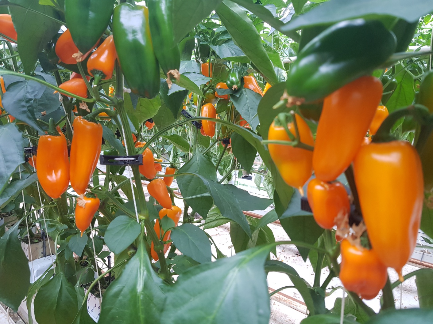 씨없는 미니파프리카 (안젤리또) - 3kg