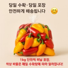 씨없는 미니파프리카 (안젤리또) - 3kg