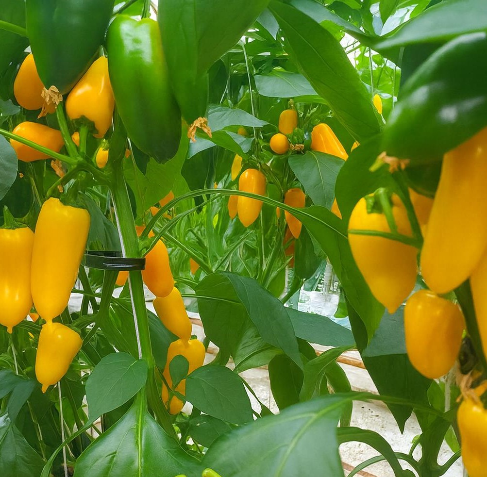 씨없는 미니파프리카 (안젤리또) - 5kg