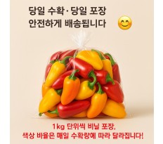 씨없는 미니파프리카 (안젤리또) - 5kg